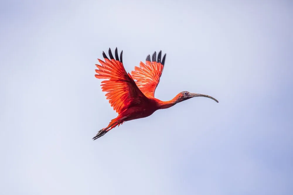 Ibis rouge en vol